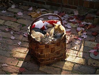 开发商证实 《漫威银河护卫队》不会与《漫威复仇者联盟》共享引擎